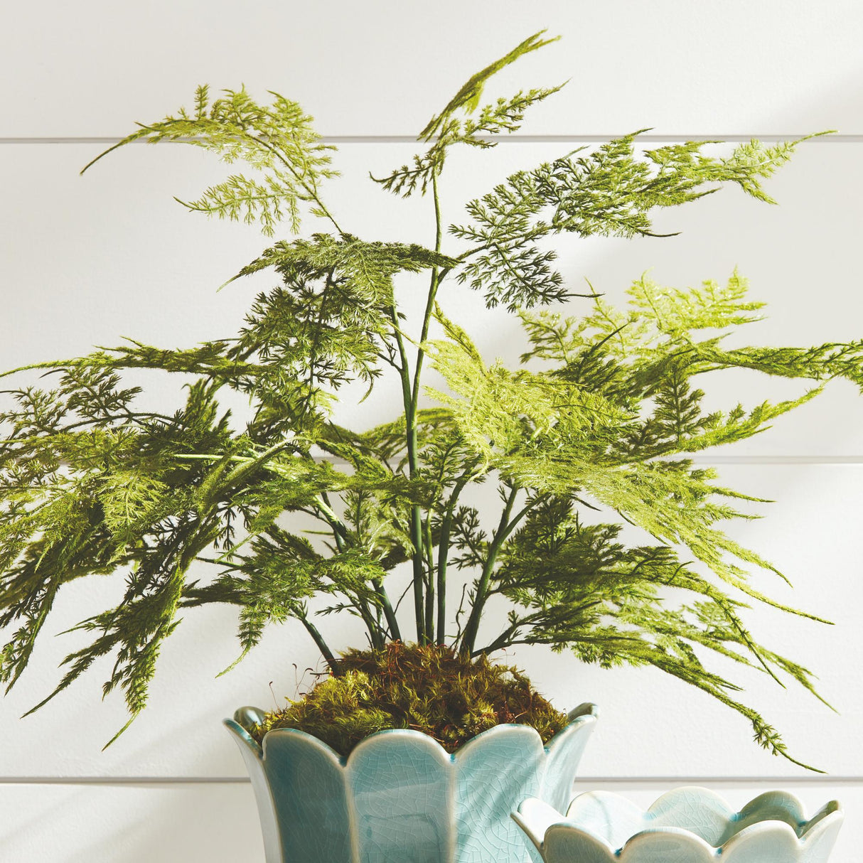 Napa  PLUMOSA FERN DROP-IN 21"