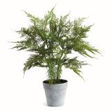 Napa  PLUMOSA FERN DROP-IN 21"