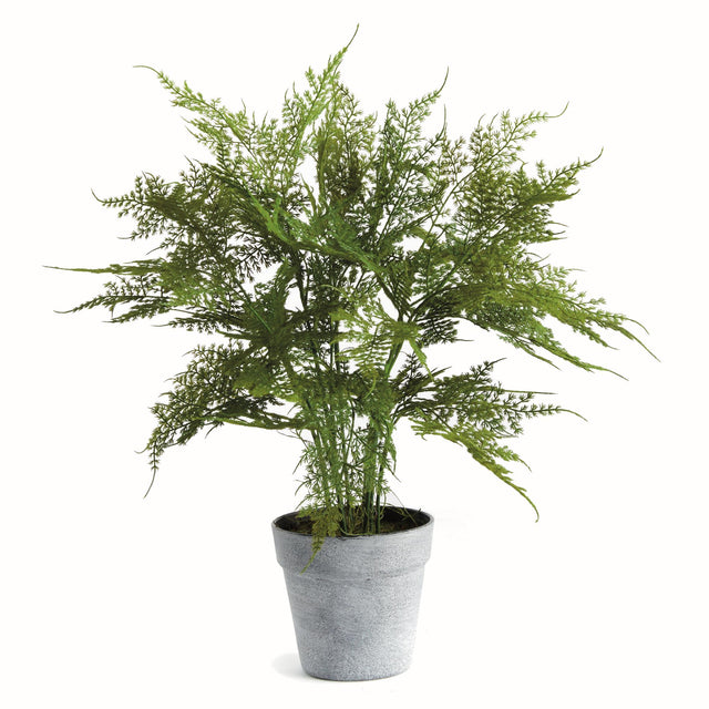 Napa  PLUMOSA FERN DROP-IN 21"