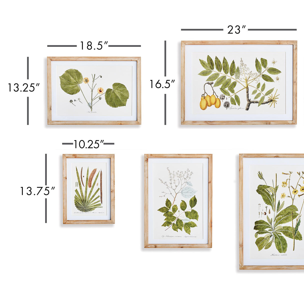 Napa Natural/Green Flora And Fauna Gallery Prints, Set Of 8