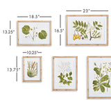 Napa Natural/Green Flora And Fauna Gallery Prints, Set Of 8