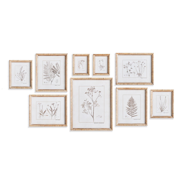 Napa Rattan wrapped frame BOTANICAL STUDY IN SEPIA, SET OF 9