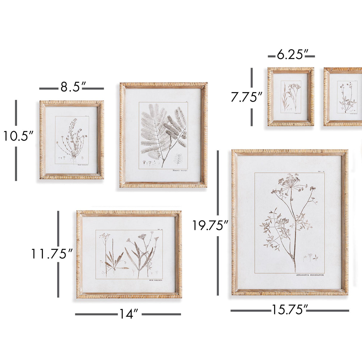 Napa Sepia Botanical Study In Sepia, Set Of 9