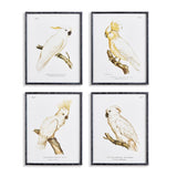 Napa  PARROT STUDY IN WHITE, SET OF 4