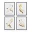 Napa  PARROT STUDY IN WHITE, SET OF 4