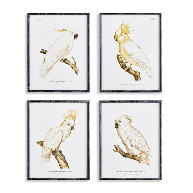 Napa  PARROT STUDY IN WHITE, SET OF 4