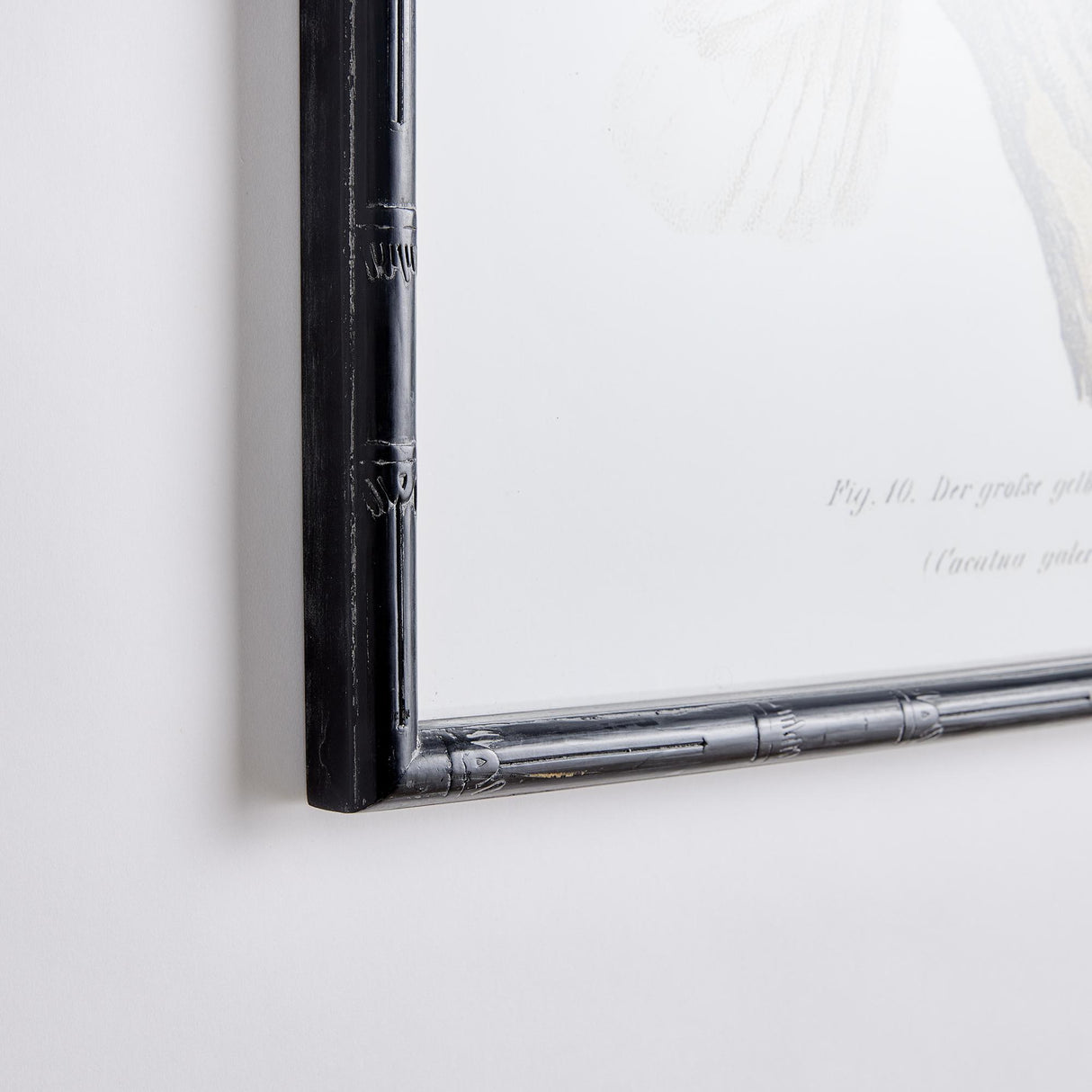 Napa  PARROT STUDY IN WHITE, SET OF 4