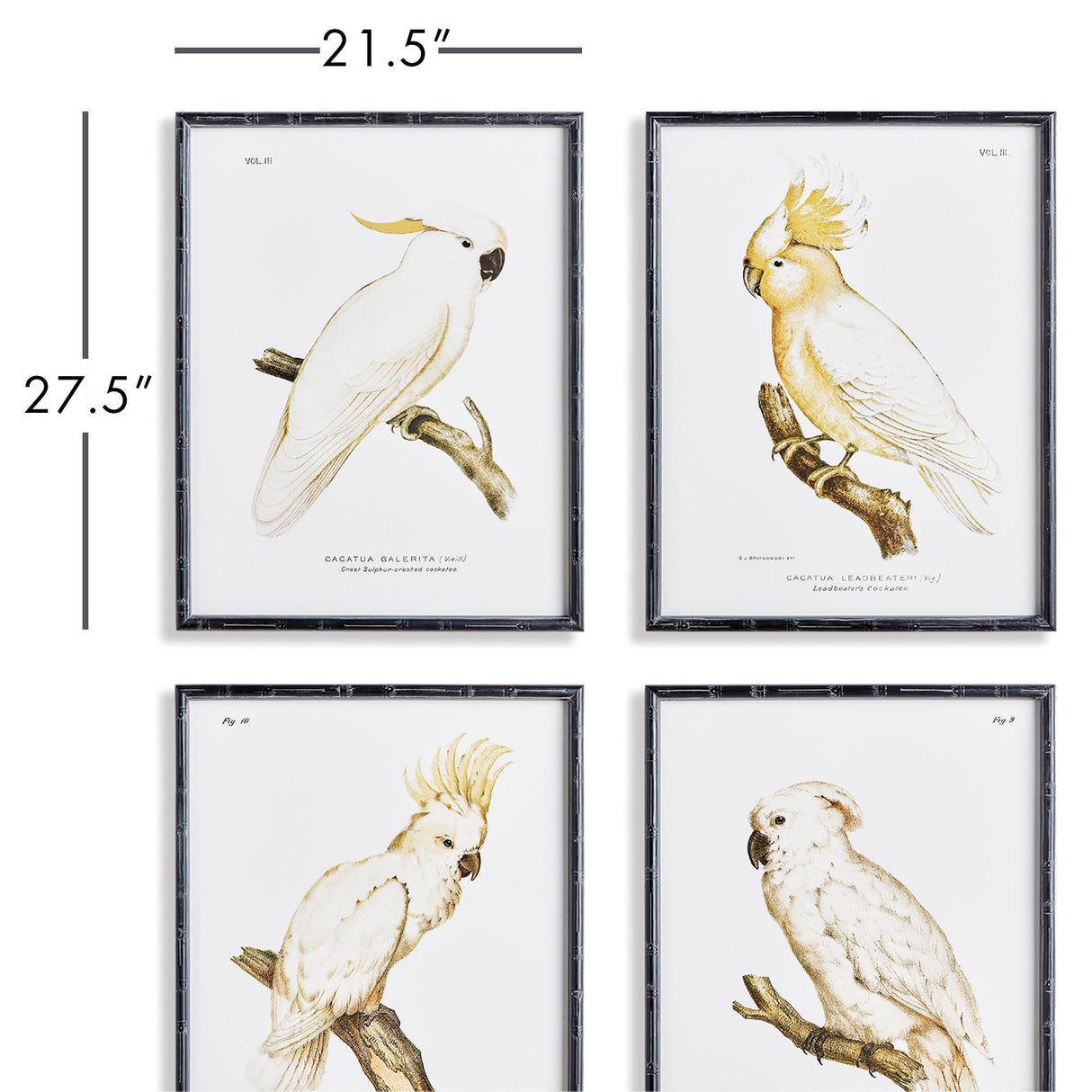 Napa Black/White/Yellow Parrot Study In White, Set Of 4