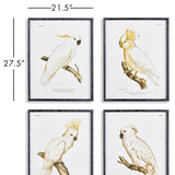 Napa Black/White/Yellow Parrot Study In White, Set Of 4