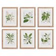 Napa Includes mat CLASSIC FLOWER AND LEAF STUDY, SET OF 6
