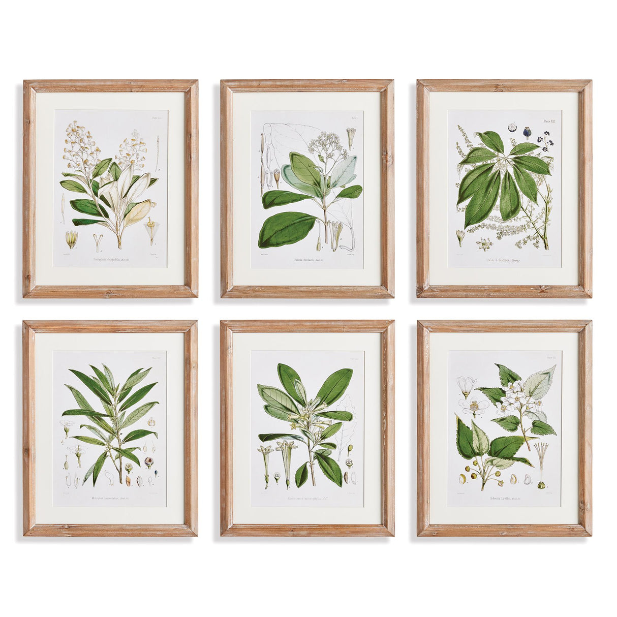 Napa Includes mat CLASSIC FLOWER AND LEAF STUDY, SET OF 6