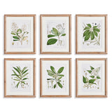 Napa Includes mat CLASSIC FLOWER AND LEAF STUDY, SET OF 6