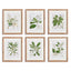 Napa Includes mat CLASSIC FLOWER AND LEAF STUDY, SET OF 6