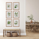 Napa Includes mat CLASSIC FLOWER AND LEAF STUDY, SET OF 6