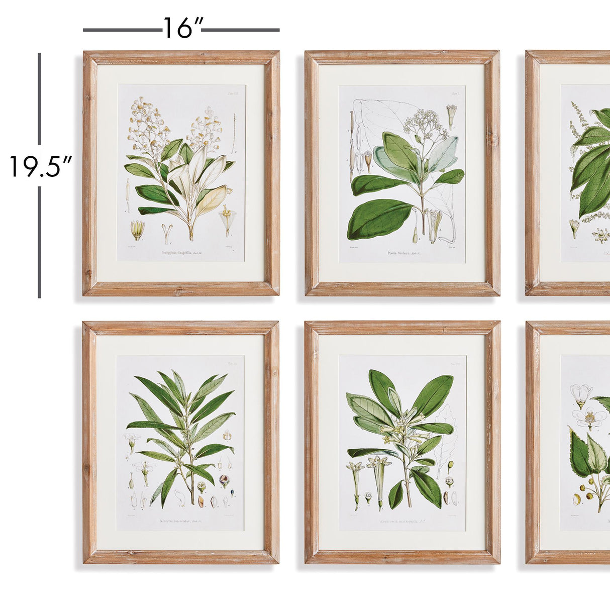 Napa Natural/Green Classic Flower And Leaf Study, Set Of 6