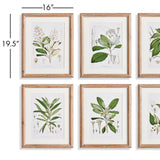 Napa Natural/Green Classic Flower And Leaf Study, Set Of 6