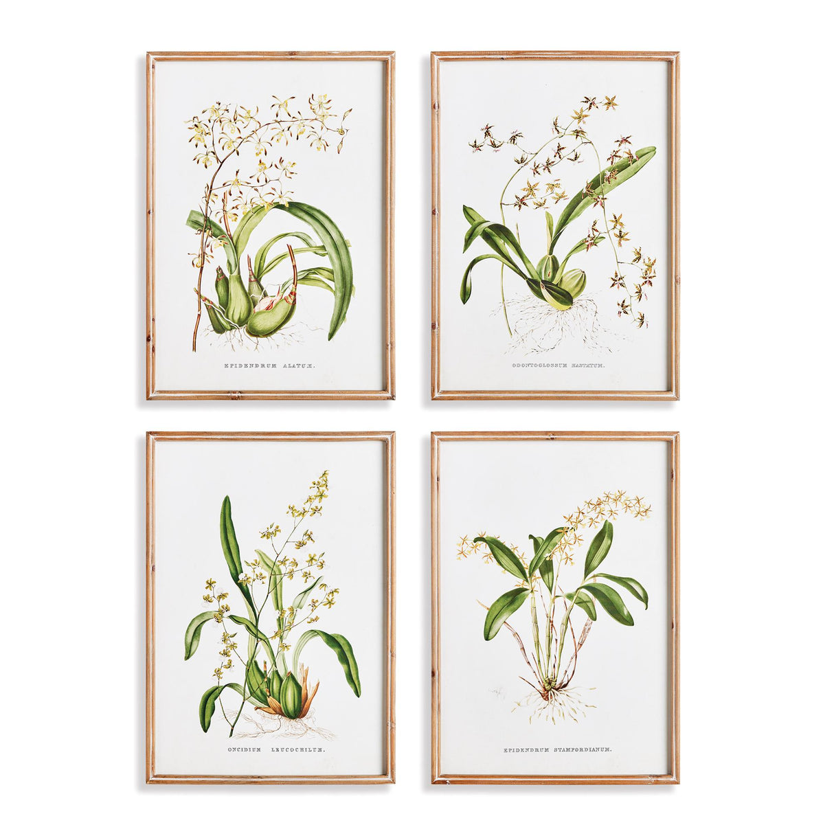 Napa  ORCHID ASSORTMENT STUDY, SET OF 4