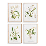 Napa  ORCHID ASSORTMENT STUDY, SET OF 4