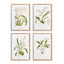 Napa  ORCHID ASSORTMENT STUDY, SET OF 4