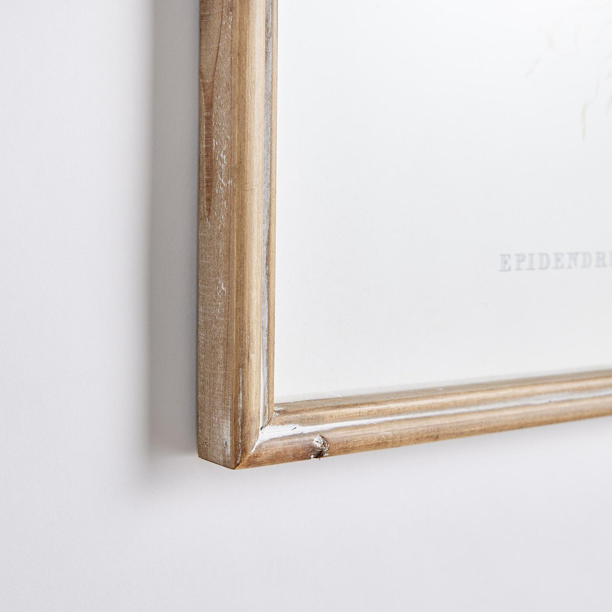 Napa  ORCHID ASSORTMENT STUDY, SET OF 4