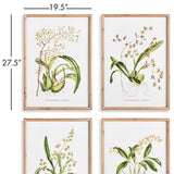 Napa Natural/Green Orchid Assortment Study, Set Of 4