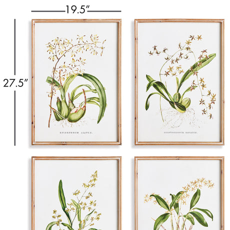 Napa Natural/Green Orchid Assortment Study, Set Of 4