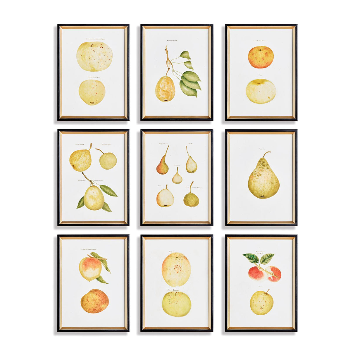 Napa  ASSORTED FRUITS STUDY, SET OF 9