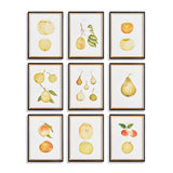 Napa  ASSORTED FRUITS STUDY, SET OF 9