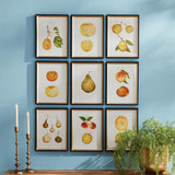 Napa  ASSORTED FRUITS STUDY, SET OF 9