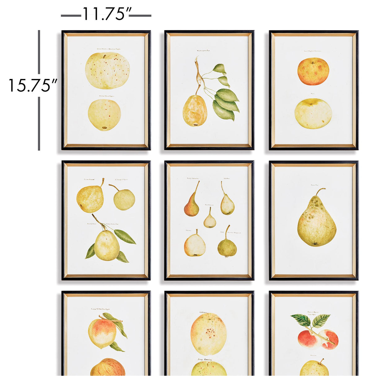 Napa Black/Orange Assorted Fruits Study, Set Of 9