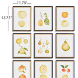 Napa Black/Orange Assorted Fruits Study, Set Of 9