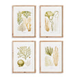 Napa Includes mat VERDANT CORAL STUDY, SET OF 4