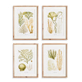 Napa Includes mat VERDANT CORAL STUDY, SET OF 4