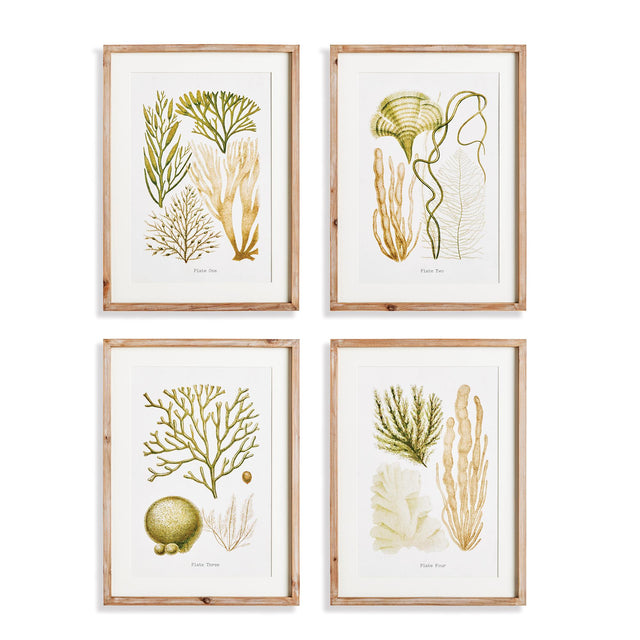 Napa Includes mat VERDANT CORAL STUDY, SET OF 4