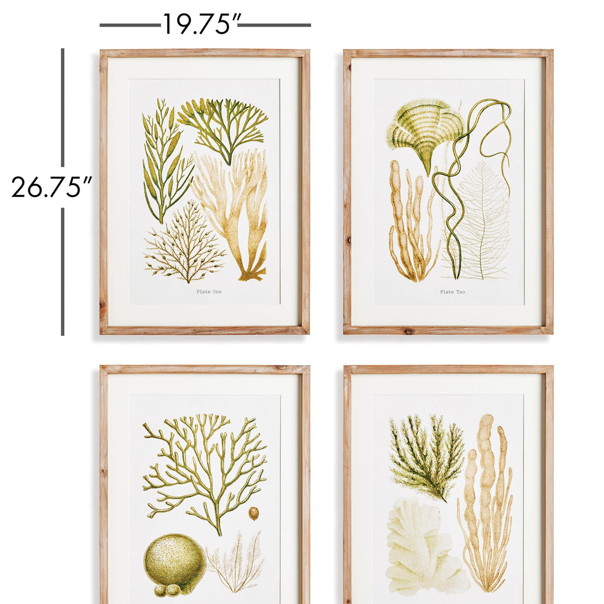 Napa Natural/Green Verdant Coral Study, Set Of 4