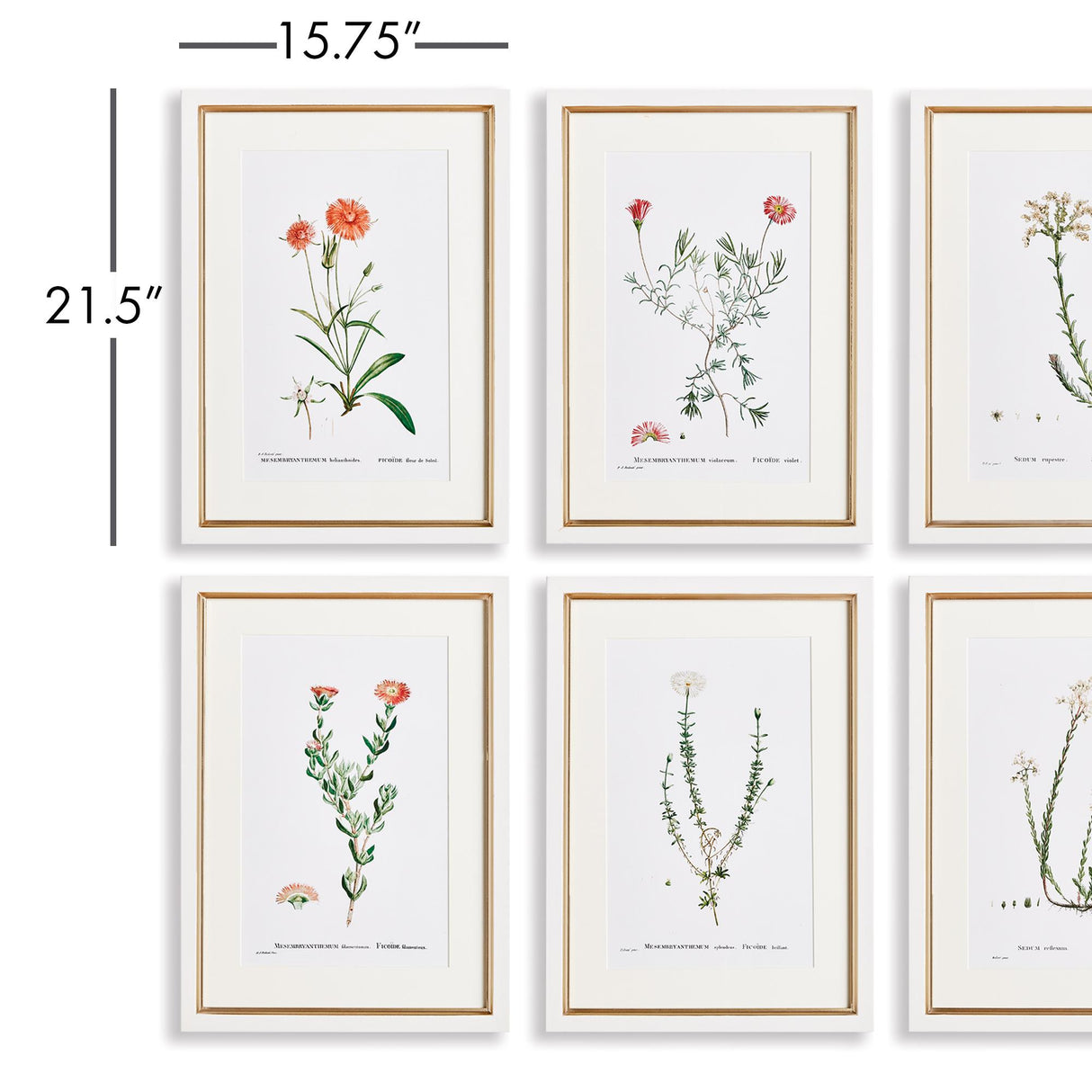 Napa Natural/Ivory/Blush Flower Studies In Shades Of Blush, Set Of 6