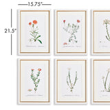 Napa Natural/Ivory/Blush Flower Studies In Shades Of Blush, Set Of 6