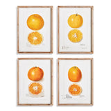 Napa  CITRUS STUDY, SET OF 4