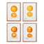 Napa  CITRUS STUDY, SET OF 4