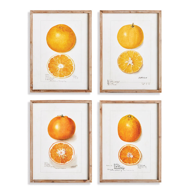 Napa  CITRUS STUDY, SET OF 4