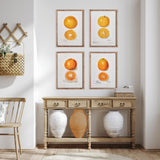 Napa  CITRUS STUDY, SET OF 4