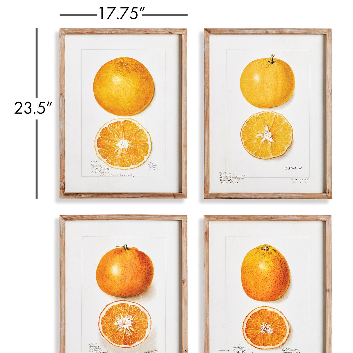 Napa Natural/Orange Citrus Study, Set Of 4