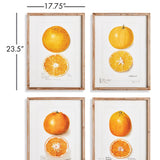 Napa Natural/Orange Citrus Study, Set Of 4