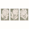 Napa  PROTEA TRIPTYCH HAND-EMBELLISHED GICLEES, SET OF 3