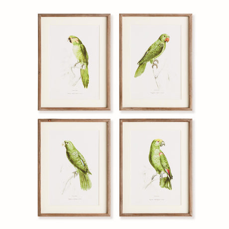 Napa Includes mat PARROT ILLUSTRATIONS IN GREEN, SET OF 4