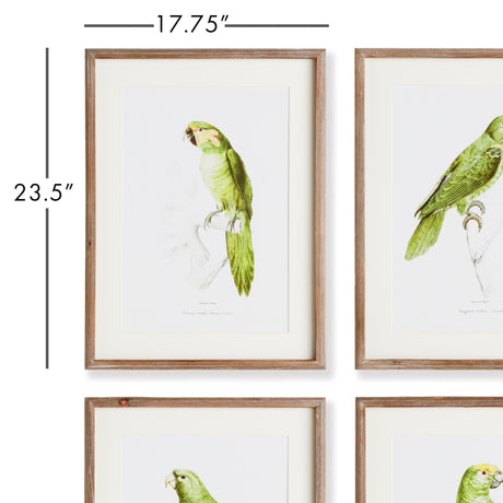 Napa Includes mat PARROT ILLUSTRATIONS IN GREEN, SET OF 4