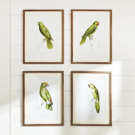 Napa Includes mat PARROT ILLUSTRATIONS IN GREEN, SET OF 4