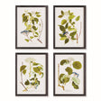 Napa  FLORAL AND BERRY STUDY, SET OF 4