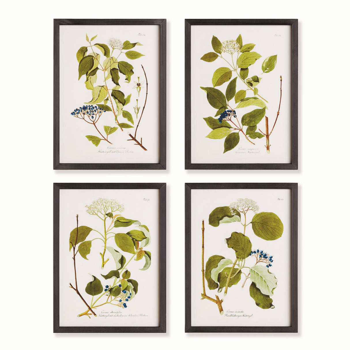 Napa  FLORAL AND BERRY STUDY, SET OF 4