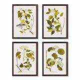 Napa  FLORAL AND BERRY STUDY, SET OF 4